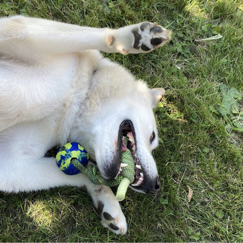The Powerlifters Dog Toy (Yes Really!)