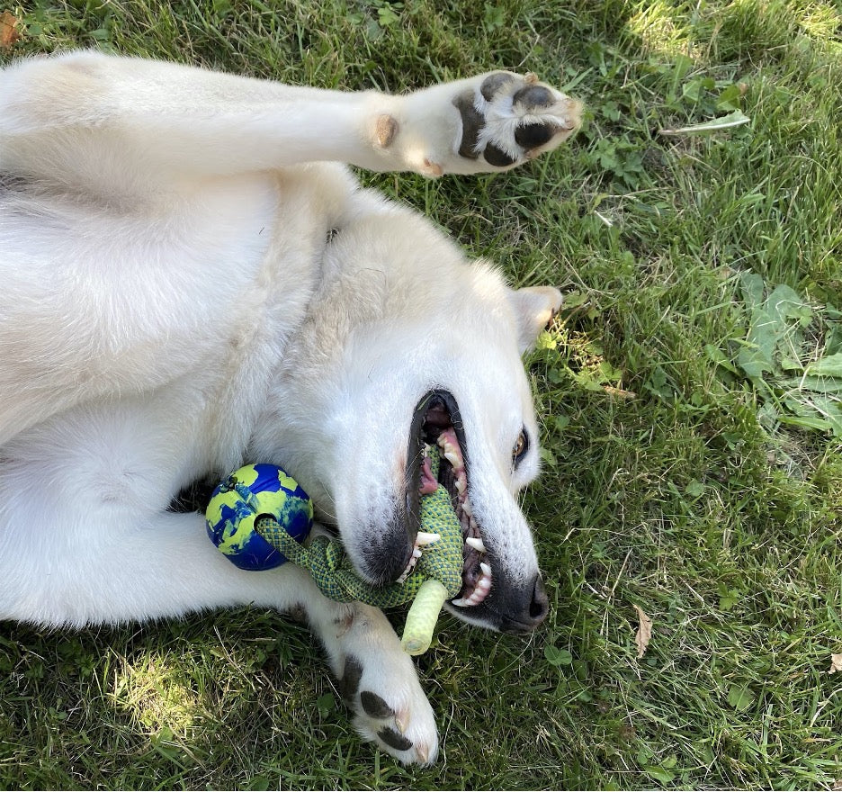 The Powerlifters Dog Toy (Yes Really!)